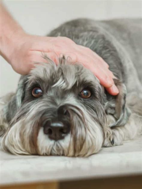 Cachorro com verme: 5 sintomas, causas e tratamentos